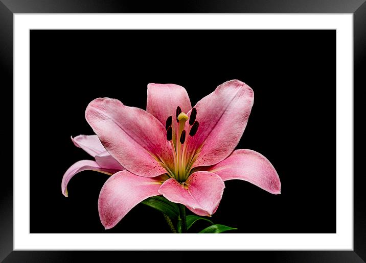 Fragile Beauty of Pink Lilies Framed Mounted Print by Steve Purnell