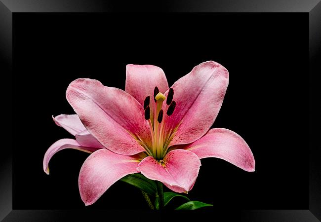 Fragile Beauty of Pink Lilies Framed Print by Steve Purnell