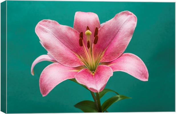 Pink Lily 4 Canvas Print by Steve Purnell