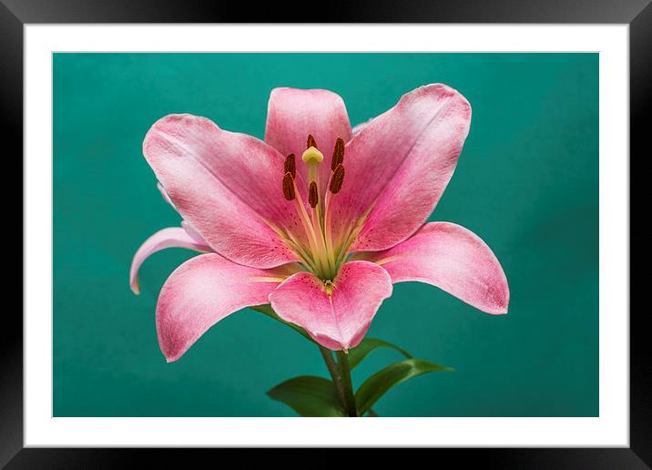 Pink Lily 4 Framed Mounted Print by Steve Purnell