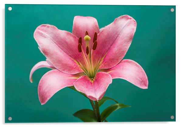 Pink Lily 4 Acrylic by Steve Purnell