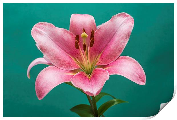 Pink Lily 4 Print by Steve Purnell