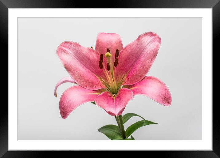 Pink Lily 5 Framed Mounted Print by Steve Purnell