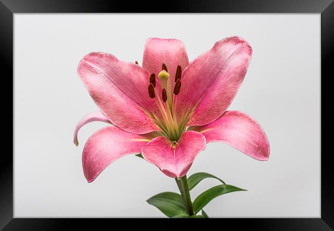 Pink Lily 5 Framed Print by Steve Purnell