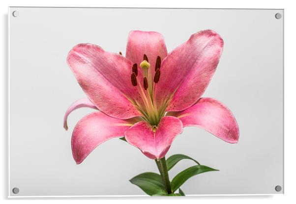 Pink Lily 5 Acrylic by Steve Purnell