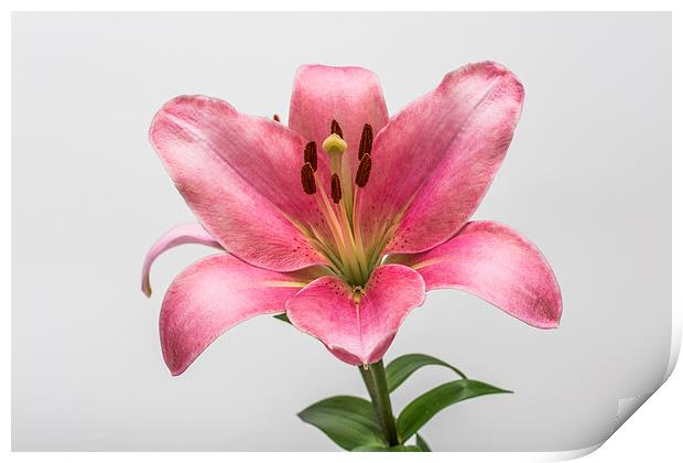 Pink Lily 5 Print by Steve Purnell