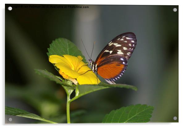 Hecale Longwing on a flower Acrylic by Ian Pettman