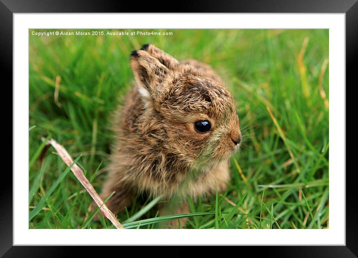  Leveret In The Grass  Framed Mounted Print by Aidan Moran