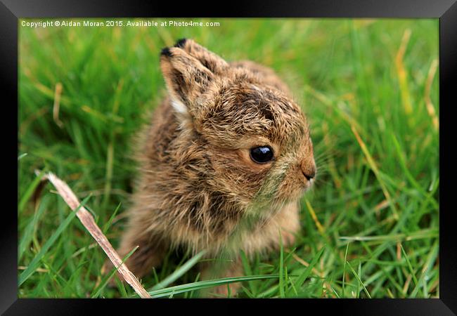  Leveret In The Grass  Framed Print by Aidan Moran