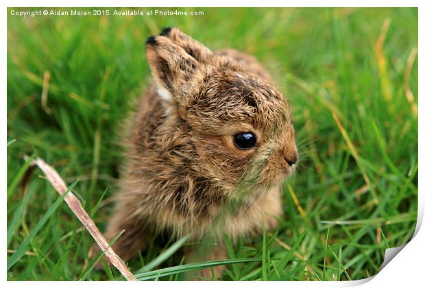  Leveret In The Grass  Print by Aidan Moran