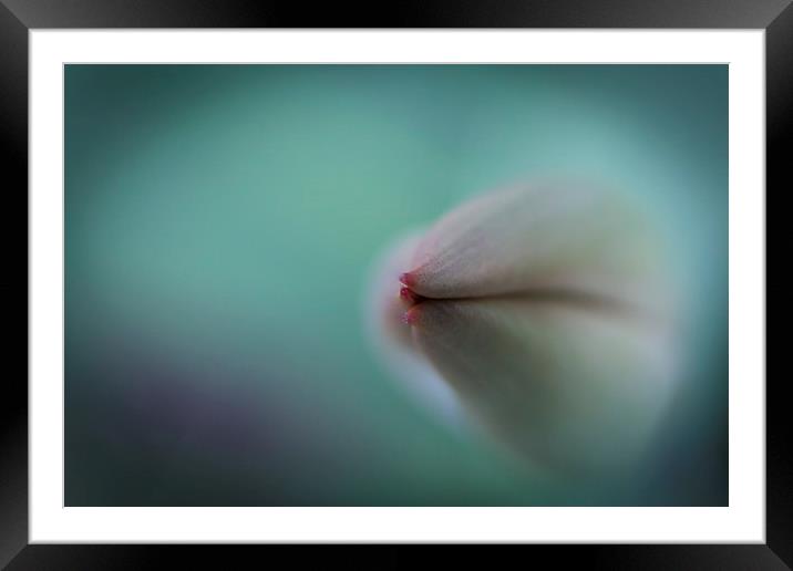  Dolphin Tulip. Framed Mounted Print by Peter Bunker
