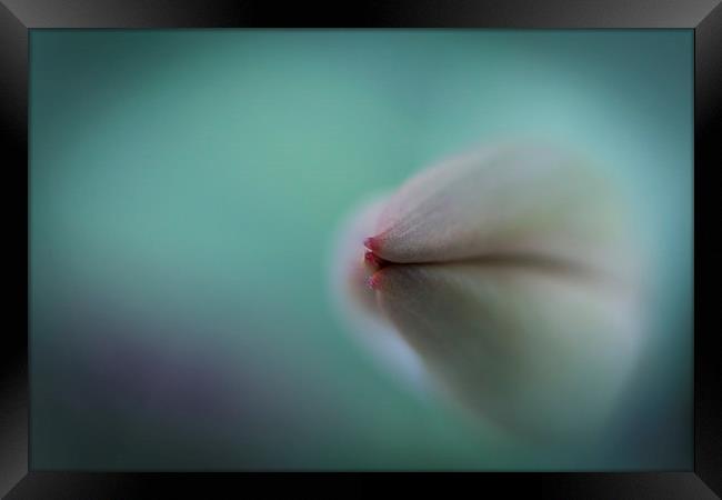  Dolphin Tulip. Framed Print by Peter Bunker