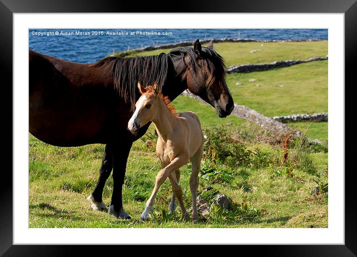  Horses In Landscape  Framed Mounted Print by Aidan Moran