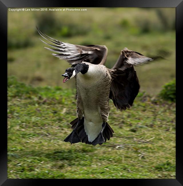  Canadian Goose Framed Print by Lee Milner