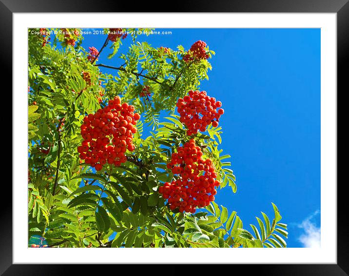   Rowan tree  with red berries Framed Mounted Print by Robert Gipson