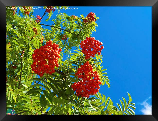   Rowan tree  with red berries Framed Print by Robert Gipson