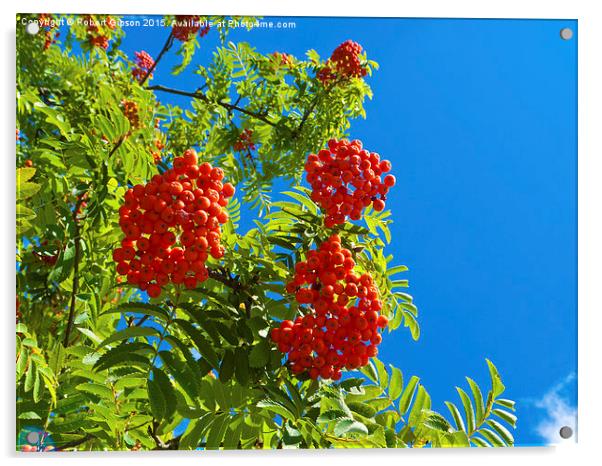   Rowan tree  with red berries Acrylic by Robert Gipson