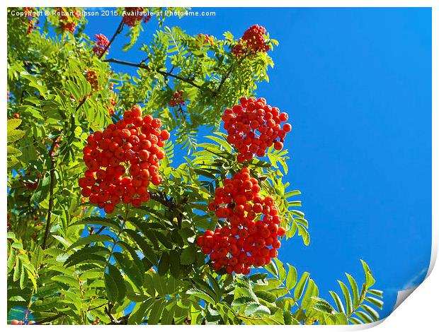   Rowan tree  with red berries Print by Robert Gipson