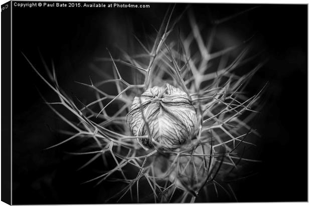  Love-In-A-Mist  Canvas Print by Paul Bate