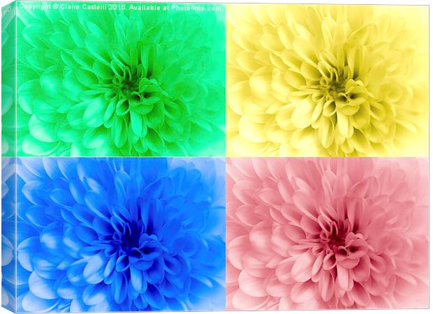  Multicoloured chrysanthemums Canvas Print by Claire Castelli