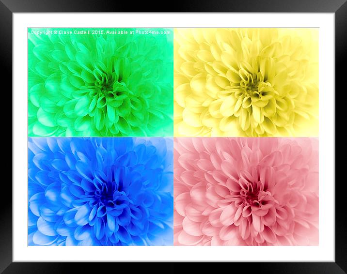  Multicoloured chrysanthemums Framed Mounted Print by Claire Castelli
