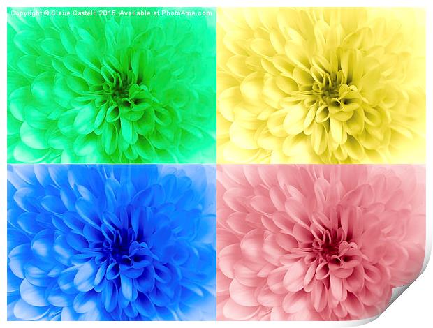  Multicoloured chrysanthemums Print by Claire Castelli