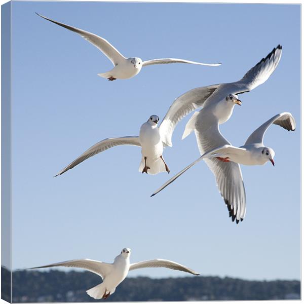 seagulls on the Promenade des Anglais, Nice. Canvas Print by Ian Middleton