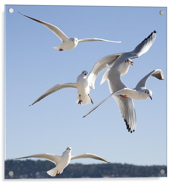 seagulls on the Promenade des Anglais, Nice. Acrylic by Ian Middleton