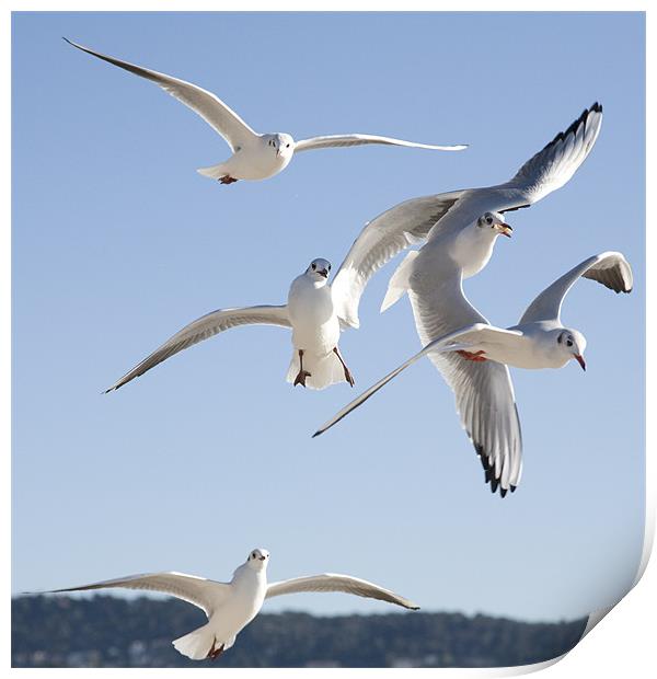 seagulls on the Promenade des Anglais, Nice. Print by Ian Middleton