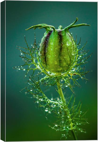 Nigella After Rain.  Canvas Print by Peter Bunker