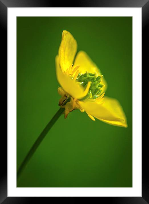  Build Me Up, Buttercup. Framed Mounted Print by Peter Bunker