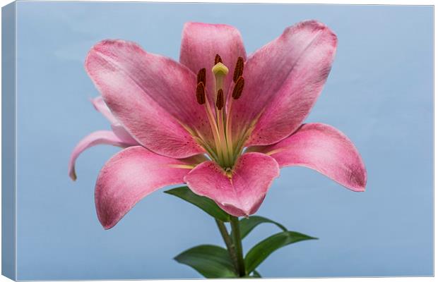 Pink Lily 6 Canvas Print by Steve Purnell