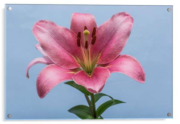 Pink Lily 6 Acrylic by Steve Purnell