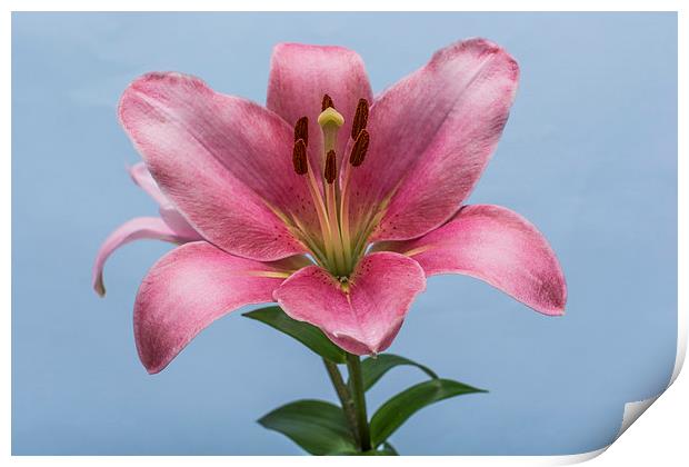 Pink Lily 6 Print by Steve Purnell