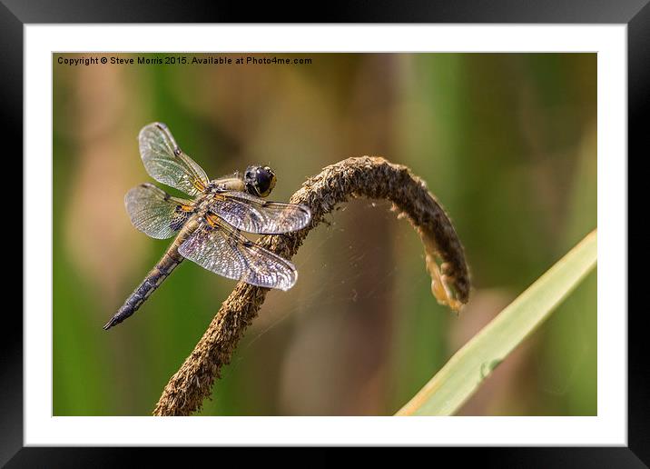  Dragonfly Framed Mounted Print by Steve Morris