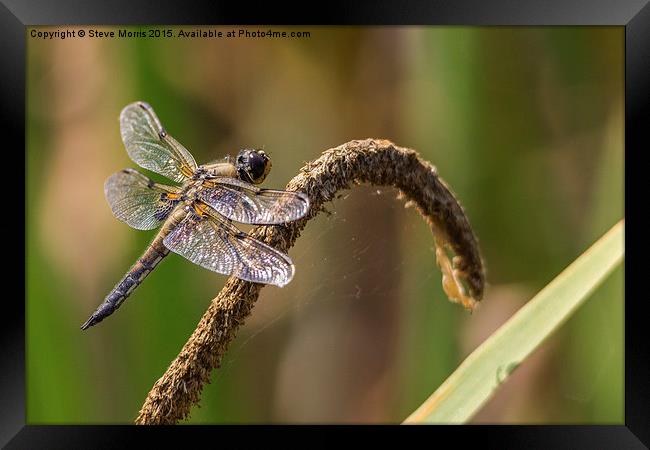 Dragonfly Framed Print by Steve Morris