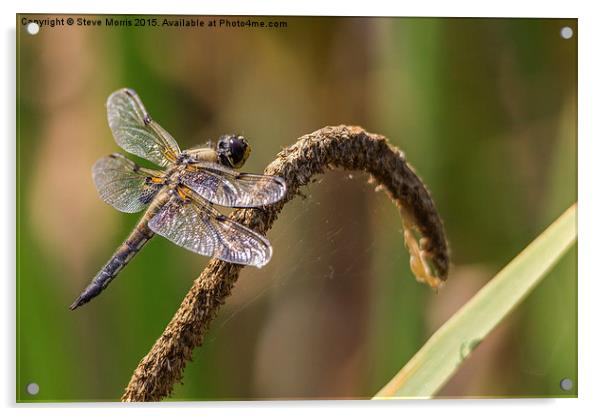  Dragonfly Acrylic by Steve Morris