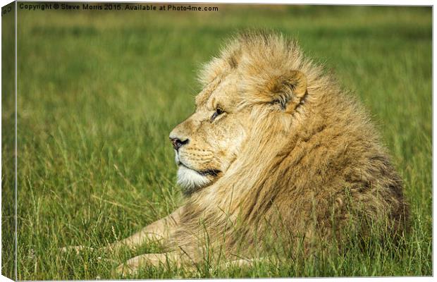  African Lion Canvas Print by Steve Morris