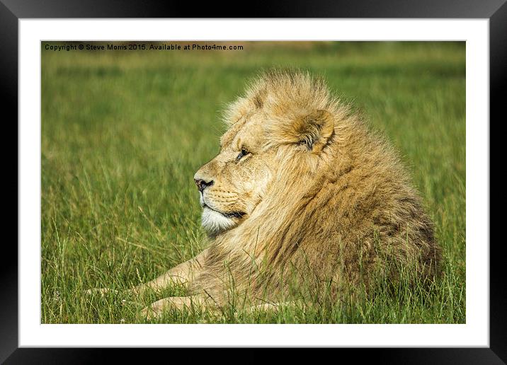  African Lion Framed Mounted Print by Steve Morris