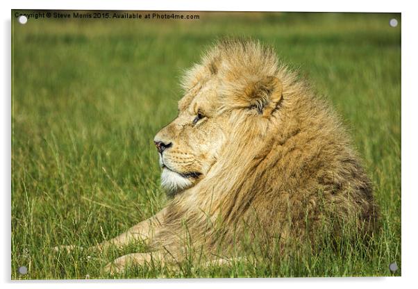  African Lion Acrylic by Steve Morris