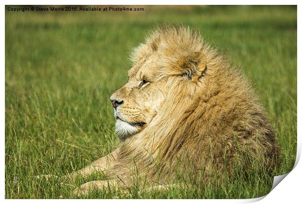  African Lion Print by Steve Morris