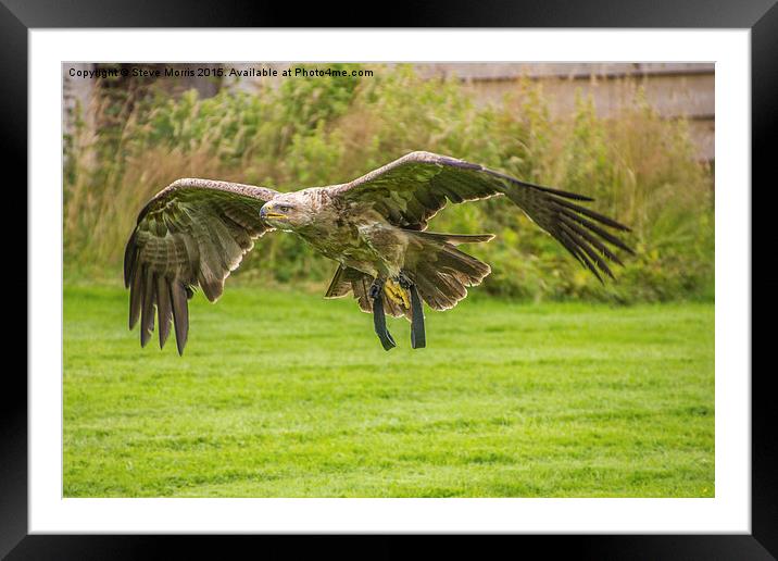  Golden Eagle Framed Mounted Print by Steve Morris