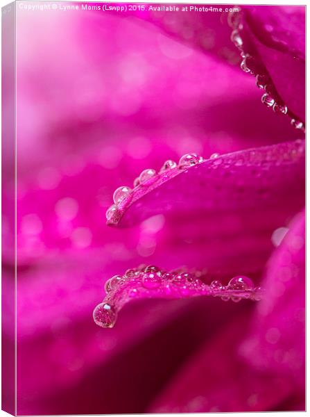  Delicate water droplets on petals Canvas Print by Lynne Morris (Lswpp)