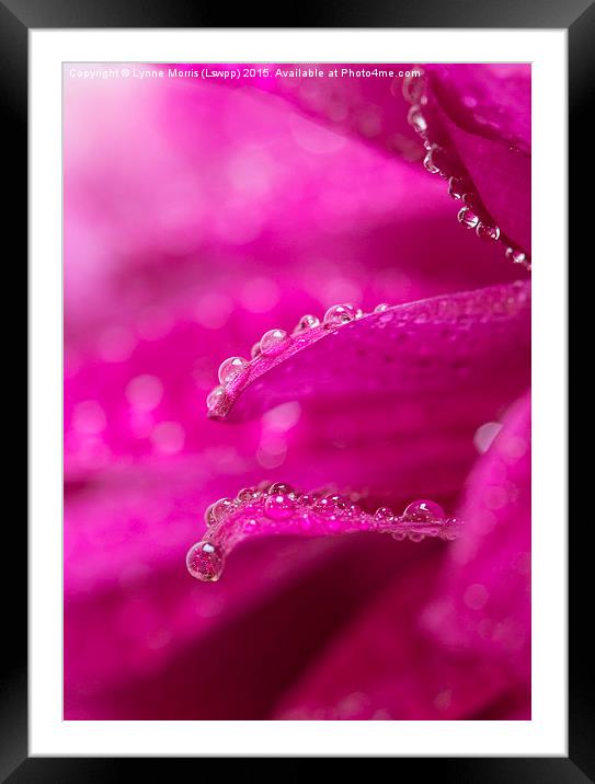  Delicate water droplets on petals Framed Mounted Print by Lynne Morris (Lswpp)