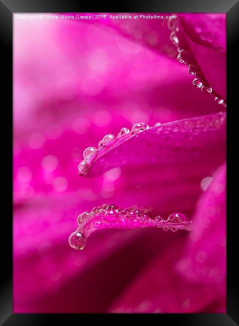  Delicate water droplets on petals Framed Print by Lynne Morris (Lswpp)