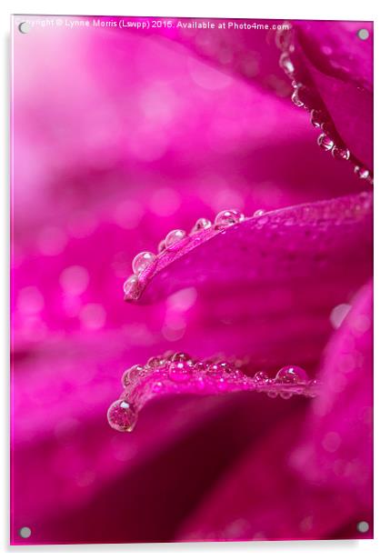  Delicate water droplets on petals Acrylic by Lynne Morris (Lswpp)