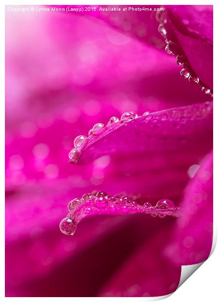  Delicate water droplets on petals Print by Lynne Morris (Lswpp)