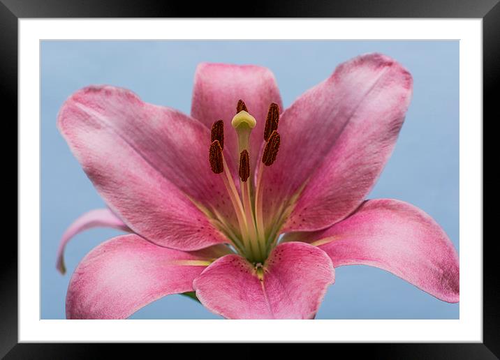 Pink Lily 7 Framed Mounted Print by Steve Purnell
