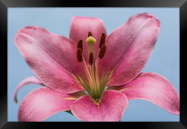 Pink Lily 7 Framed Print by Steve Purnell