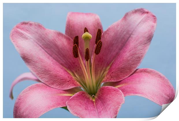 Pink Lily 7 Print by Steve Purnell